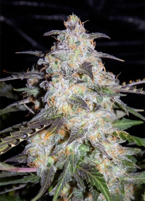 Semillas feminizadas de Toof Decay Auto