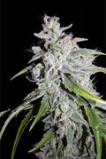 Semillas feminizadas Walter White Auto