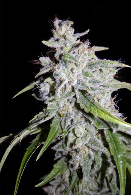 Semillas feminizadas Walter White Auto