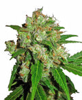 Semillas feminizadas de Sensi Skunk