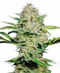 Semillas feminizadas Sensi Skunk Auto