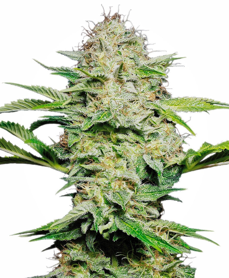 Sensi Skunk Auto Feminisierte Samen
