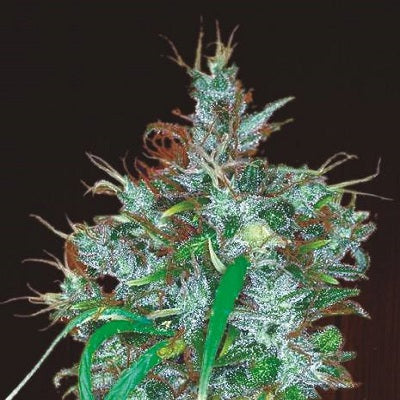Semillas feminizadas de Panama Haze