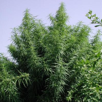 Semillas feminizadas Tropical Mix