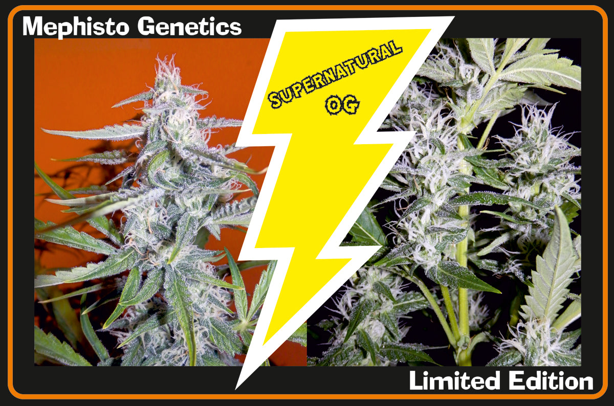 Semillas feminizadas Supernatural OG Auto