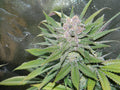 Semillas feminizadas de Blueberry Cheesecake