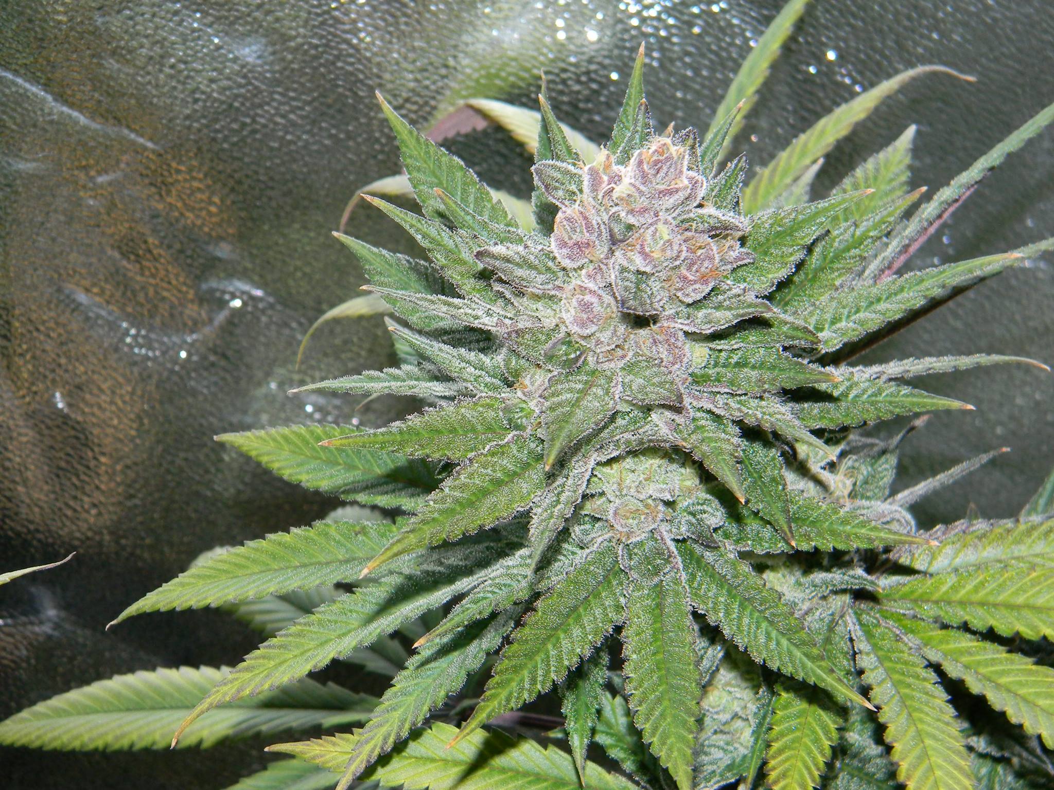 Semillas feminizadas de Blueberry Cheesecake