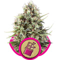 Chocolate Haze feminisierte Samen