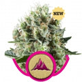 Semillas feminizadas de Critical Kush