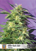 Killer Kush Auto Feminisierte Samen