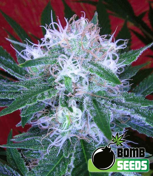 Bomb Auto Feminised Seeds