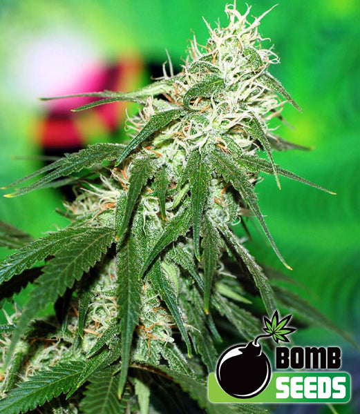 Buzz Bomb Feminised Seeds