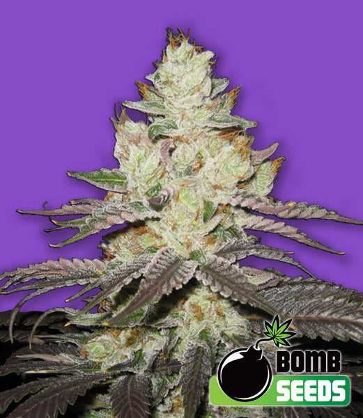 Killer Purps Feminised Seeds