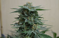 Semillas feminizadas de AK Kush