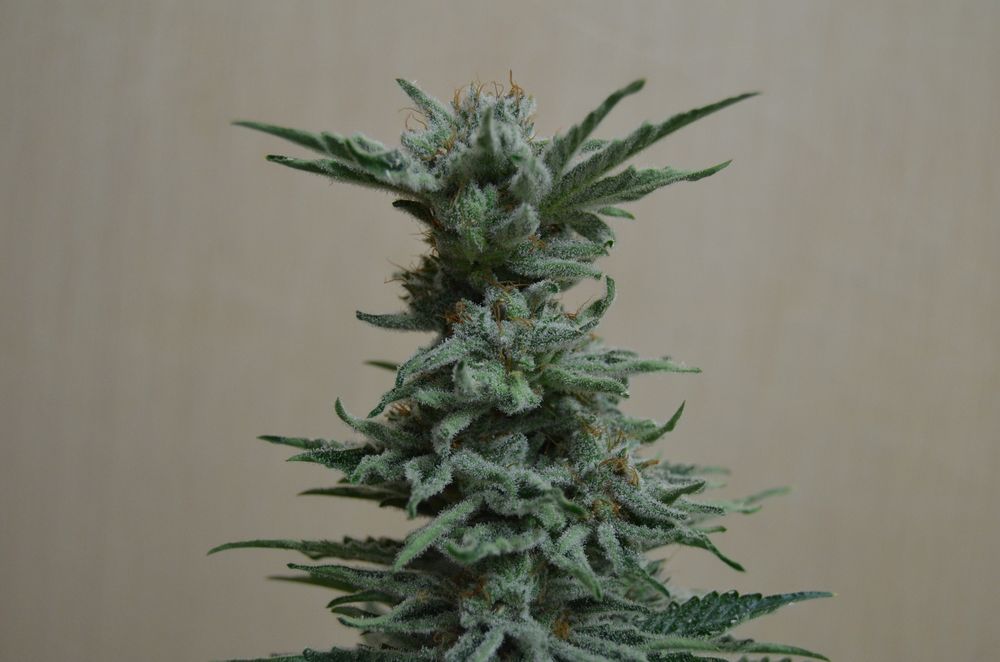 Semillas feminizadas de AK Skunk