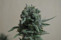 Semillas feminizadas de White Widow 47