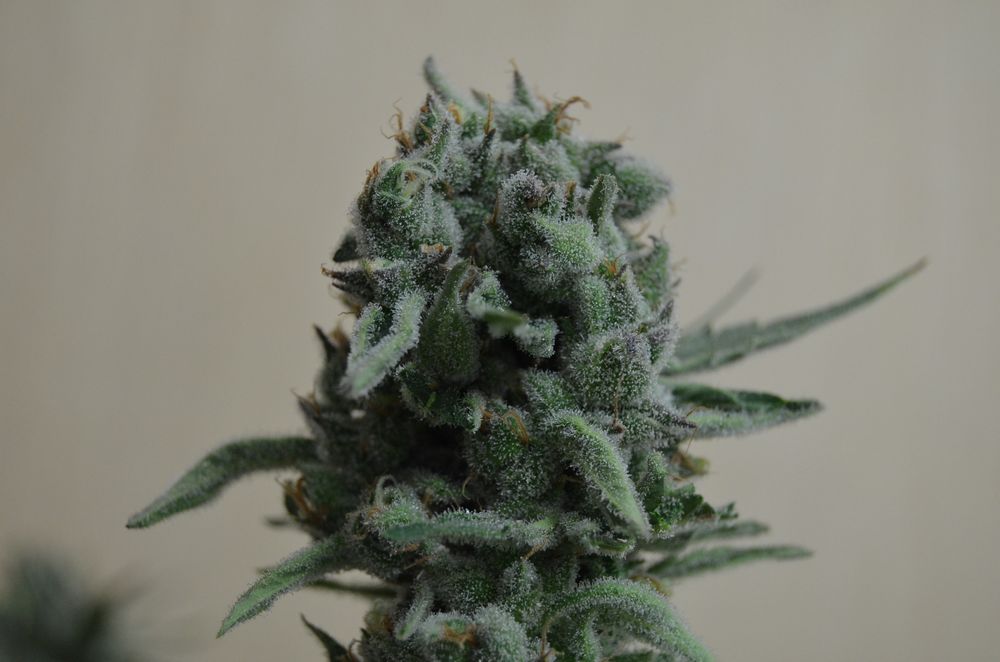Semillas feminizadas de White Widow 47