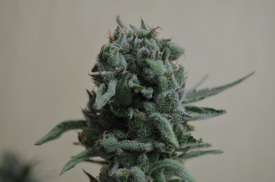 White Widow 47 Feminised Seeds