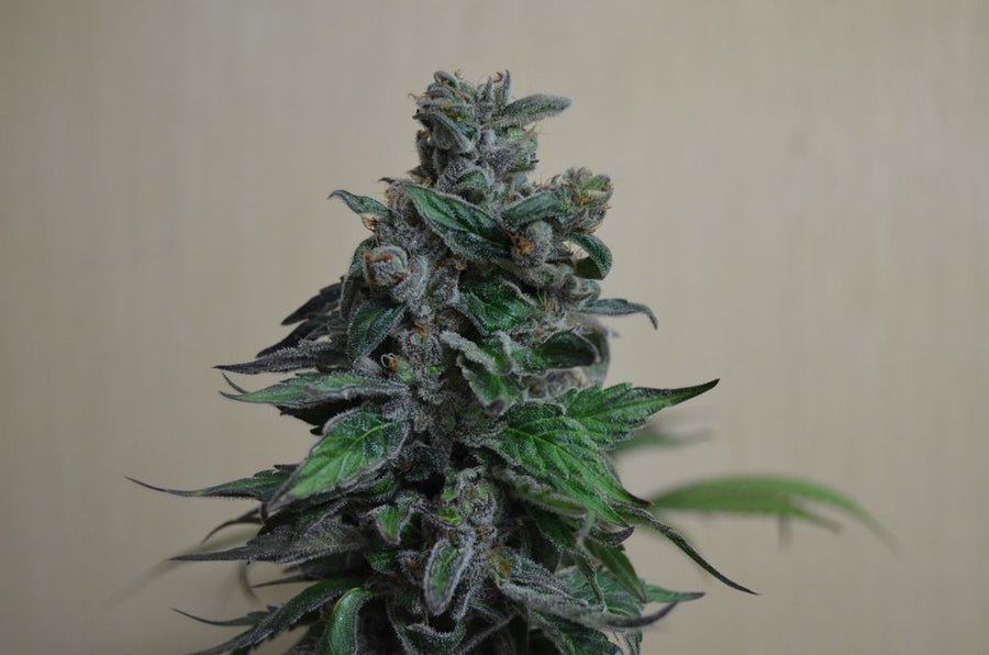Moscow Bluberry Feminised Seeds