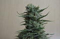 Semillas feminizadas de Siberian Haze