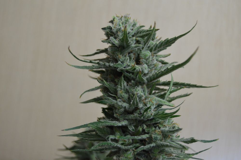 Semillas feminizadas de Siberian Haze