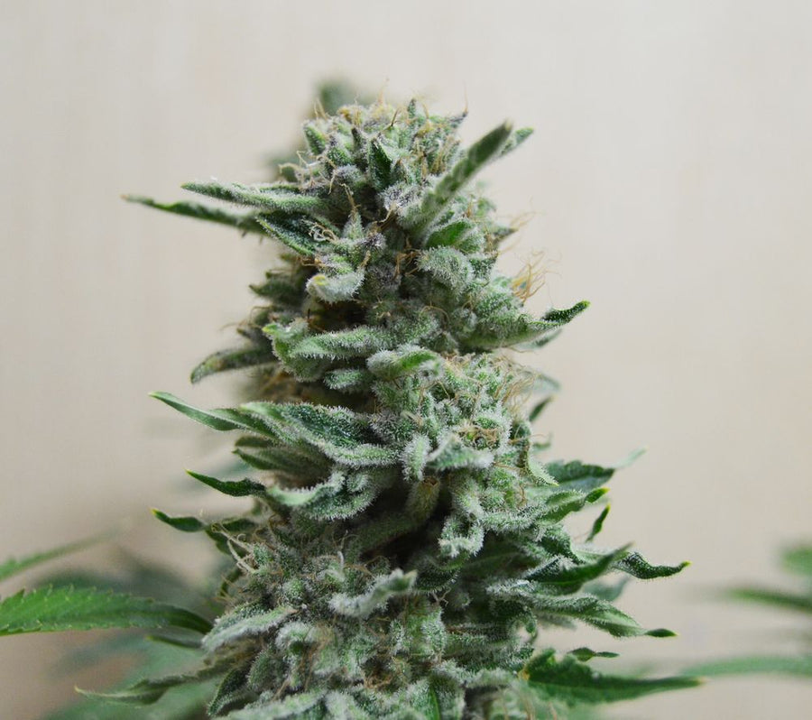 AK Skunk Auto Feminised Seeds