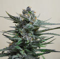 Semillas feminizadas Blue Acid Auto