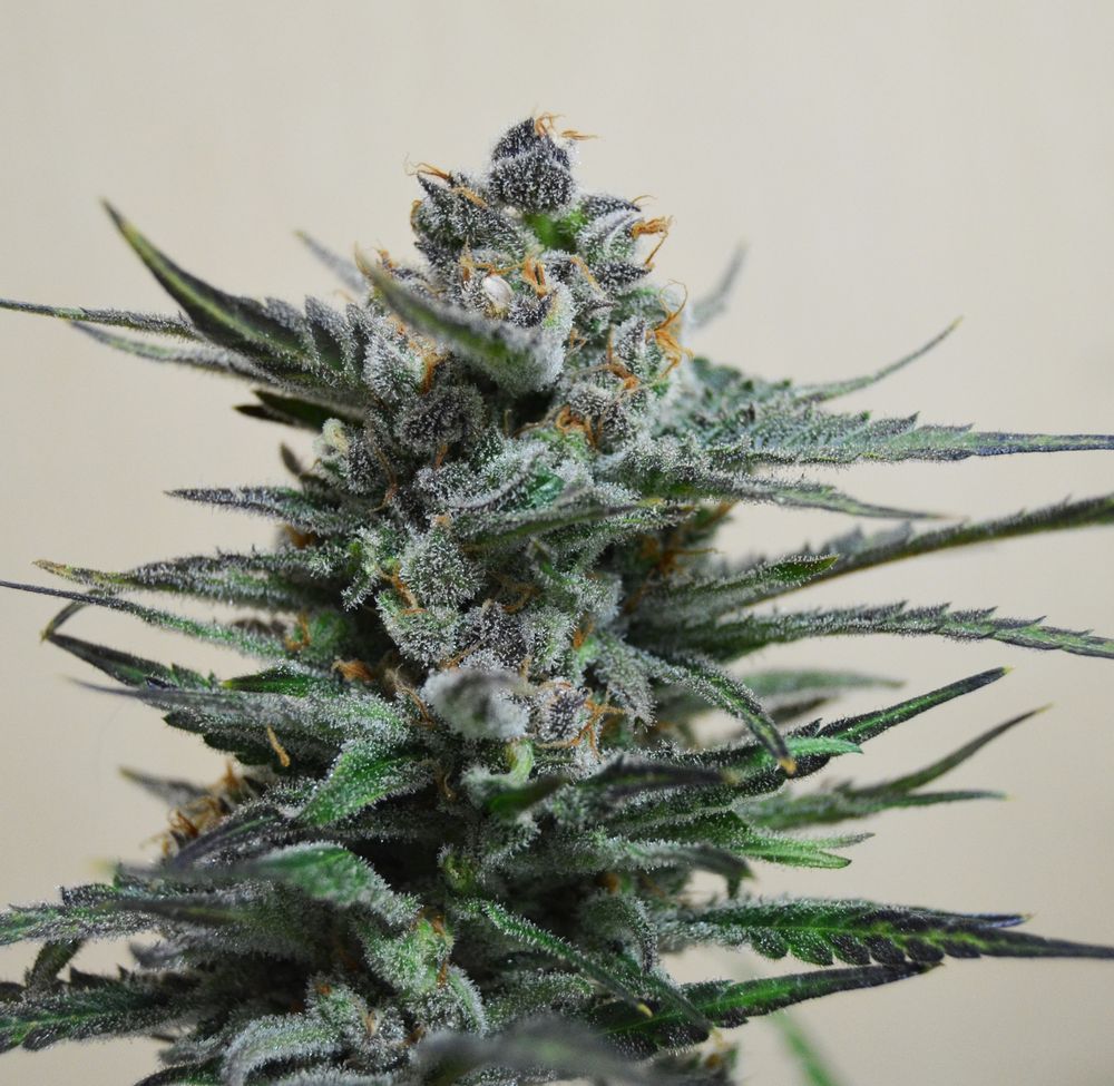 Semillas feminizadas Blue Acid Auto