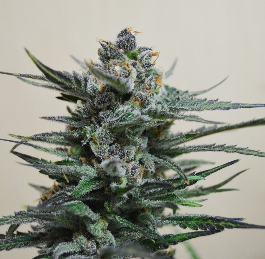 Blue Acid Auto Feminised Seeds