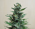 Semillas feminizadas de Moscow Blueberry Auto