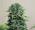 Semillas feminizadas de Siberian Haze Auto