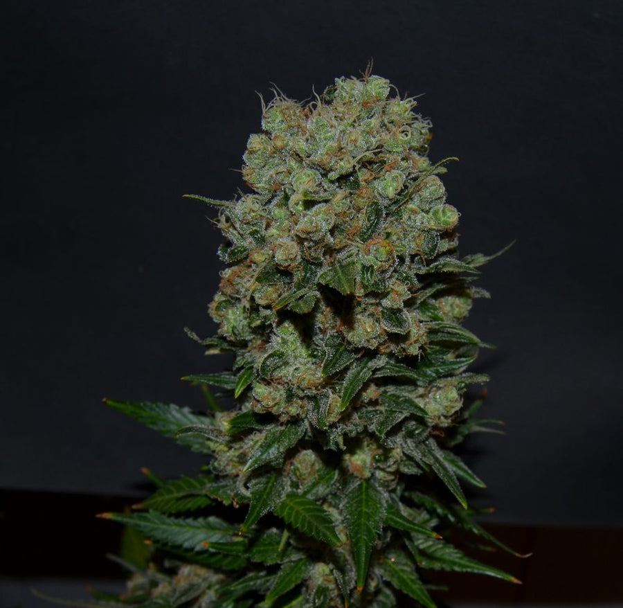 Kalashnikov Express Feminised Seeds