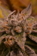 9 Pound Hammer Regular Seeds