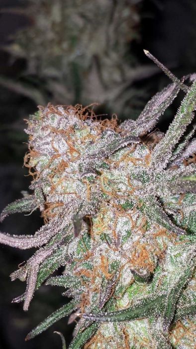 Hurkle Regular Seeds