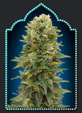Female Mix Feminised Seeds
