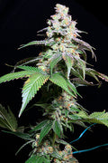Semillas regulares de Grape Inferno