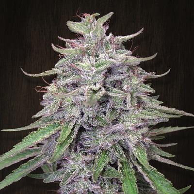 Semillas feminizadas de Bangi Haze