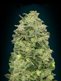 Semillas feminizadas de Afghan Skunk Auto