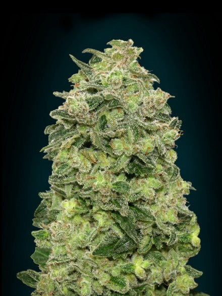 Semillas feminizadas de Afghan Skunk Auto