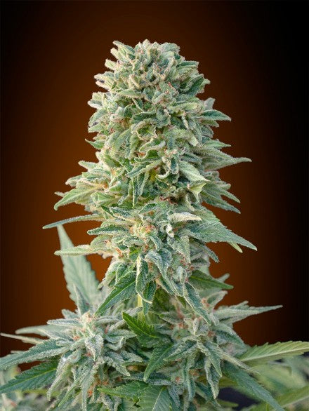 Semillas feminizadas de Jack Herer Auto