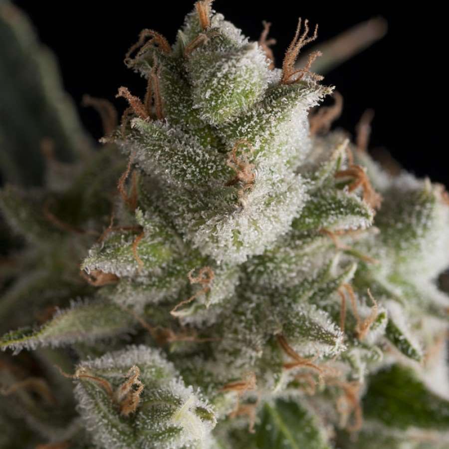 Semillas feminizadas Fresh Candy