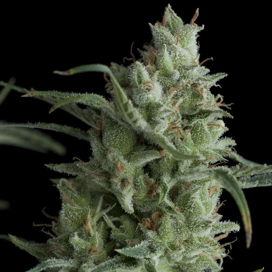 Semillas feminizadas de Kryptonite