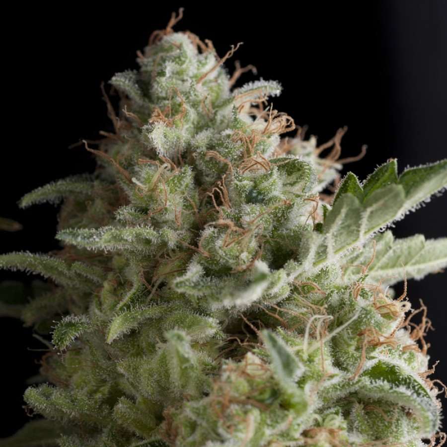 American Pie Feminised Seeds
