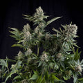 Semillas feminizadas de White Widow