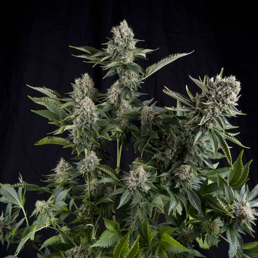 Semillas feminizadas de White Widow