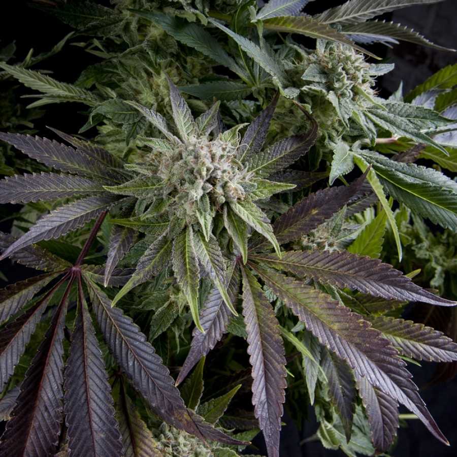 Semillas feminizadas Blue Pyramid