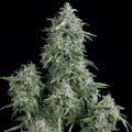 Semillas feminizadas de Anubis
