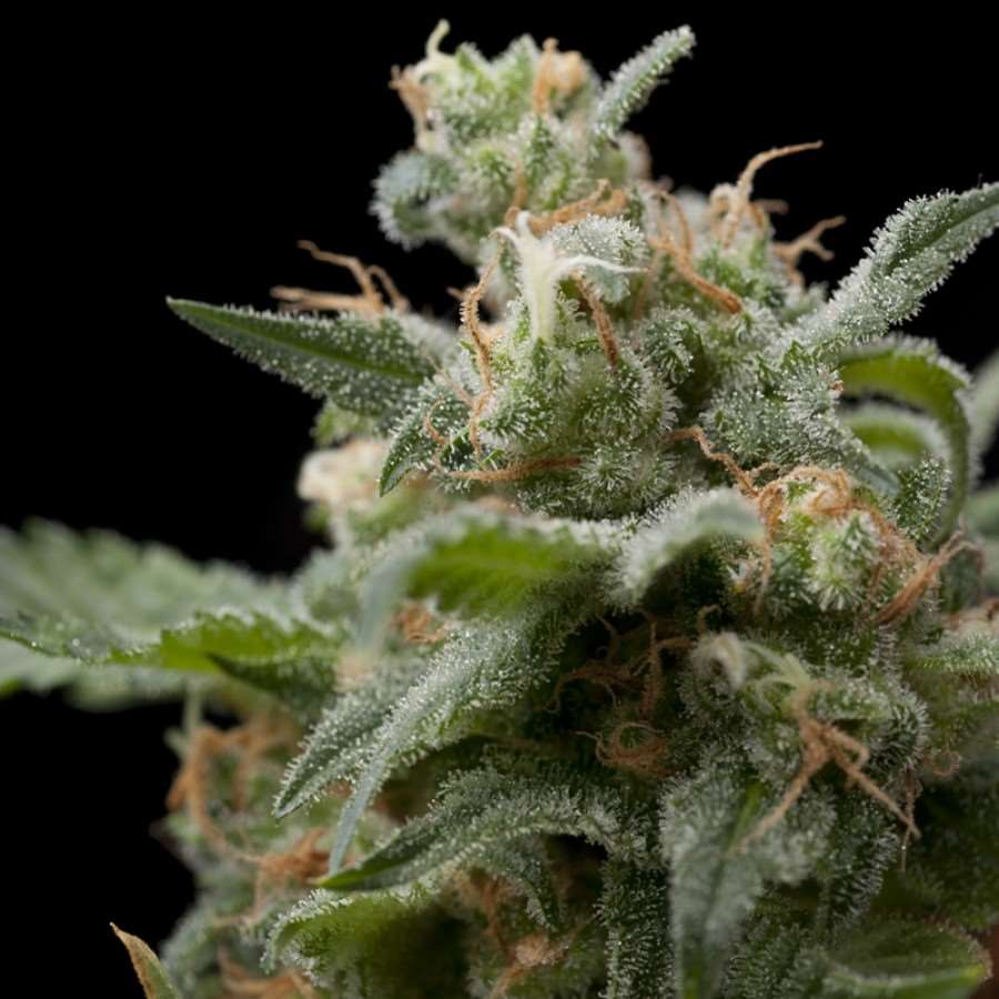 Semillas feminizadas Super Hash