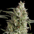 Semillas feminizadas Super OG Kush