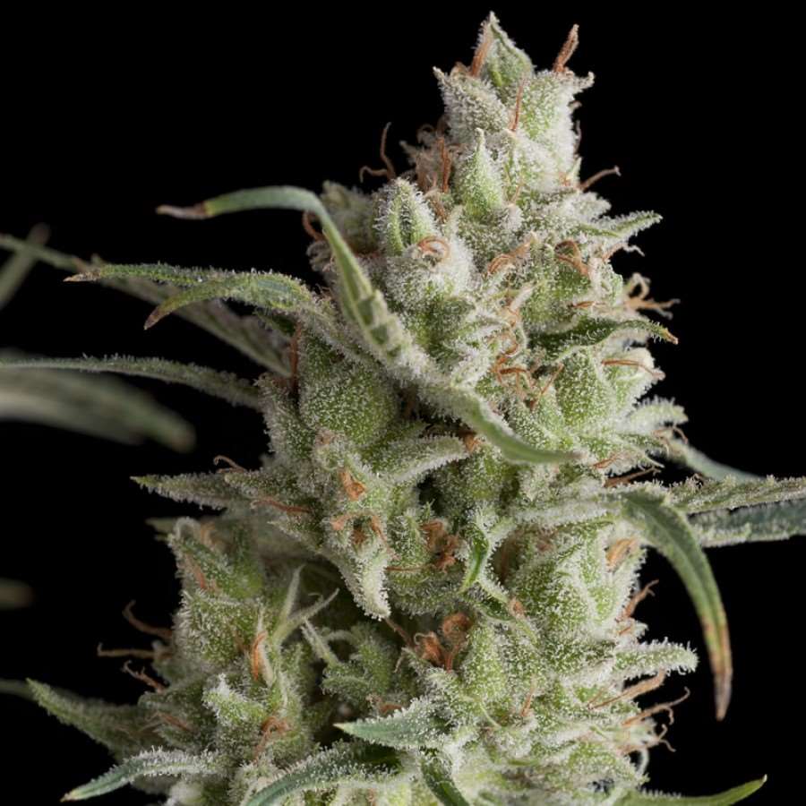 Semillas feminizadas Super OG Kush